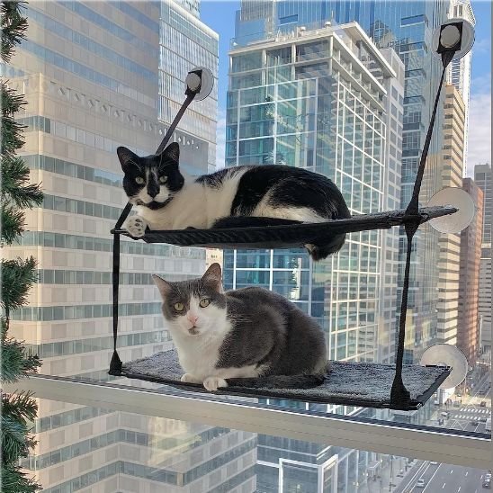 Hamac Chat Fenetre | Le Grand Observateur™ - Le Sommeil du Chat