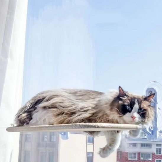 Hamac Chat Fenetre | L'observatoireâą - Le Sommeil du Chat