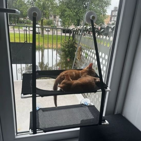 Hamac pour Chat Fenetre | Le Vue sur le Mondeâą - Le Sommeil du Chat