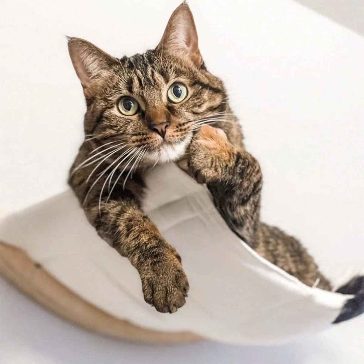 Hamac pour Chat | Le Minou Élastique™ - Le Sommeil du Chat