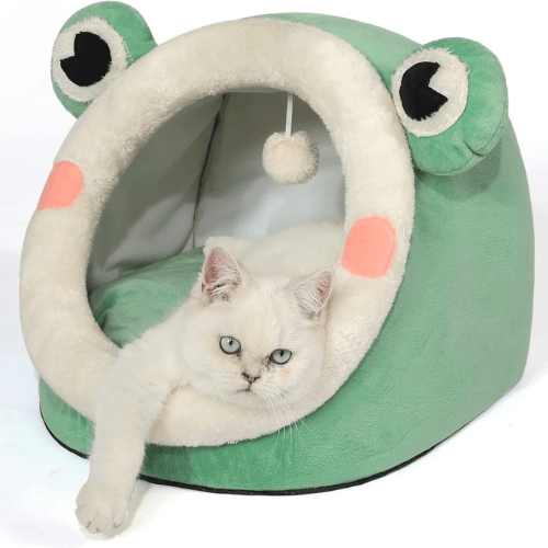 Chat Niche grenouille