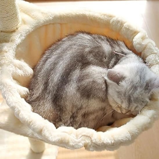 Hamac Chat | Le ChatBulle™ - Le Sommeil du Chat