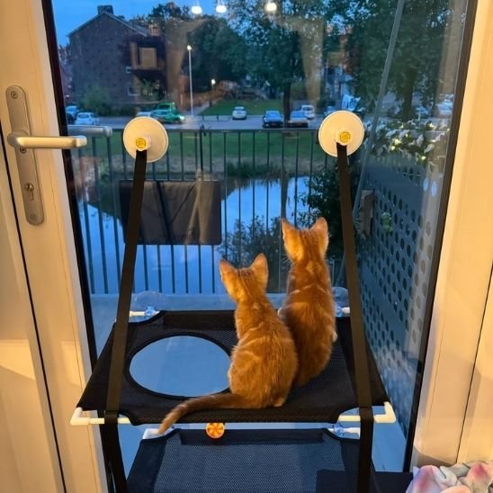 Hamac pour Chat Fenetre | Le Vue sur le Monde™ - Le Sommeil du Chat