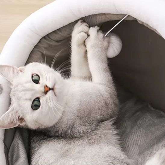 Panier Chat | Le Royaume du Ronron™ - Le Sommeil du Chat