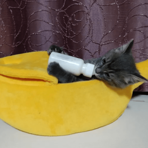 Panier pour Chat allaitement